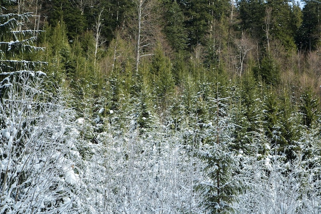 雪の中の針葉樹林冬季気候変動