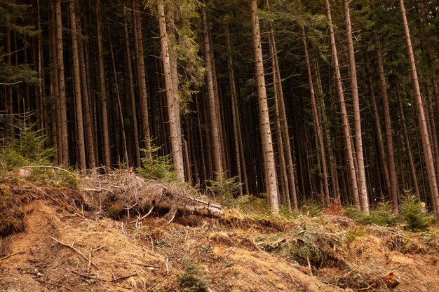 coniferous forest tree roots appear from the ground