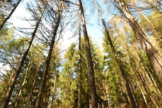 Coniferous forest trees background with green color and blue sky hiking path to Cerenova rock