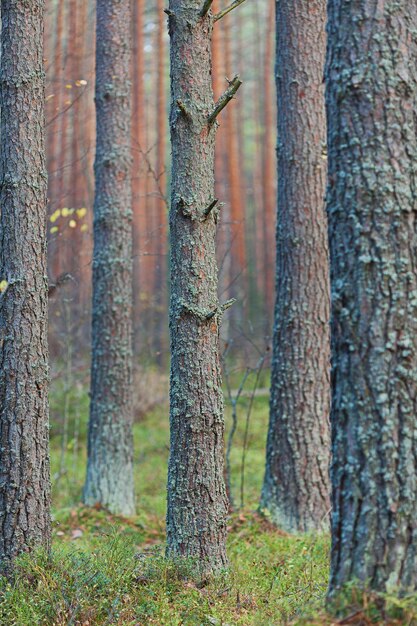 Photo coniferous forest with tall mast pines