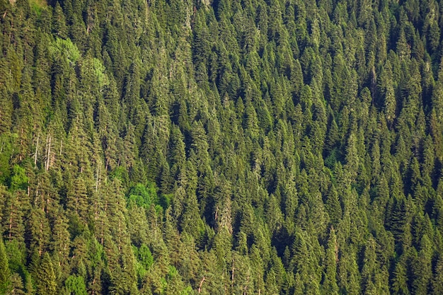 Coniferous forest