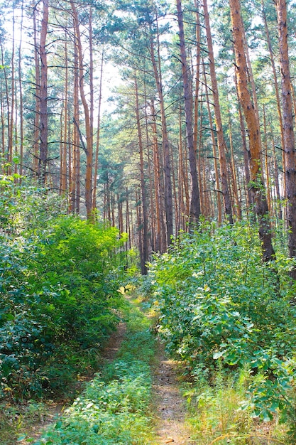 Coniferous forest