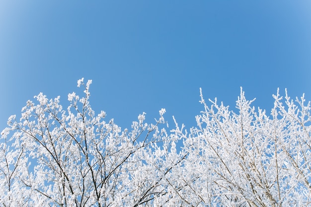 A coniferous frozen wood in winter on a blue sky background.