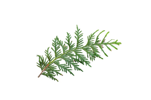 Coniferous green branch on a white background