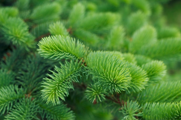 Coniferous green branches with close up Fir textured backdrop Christmas tree background