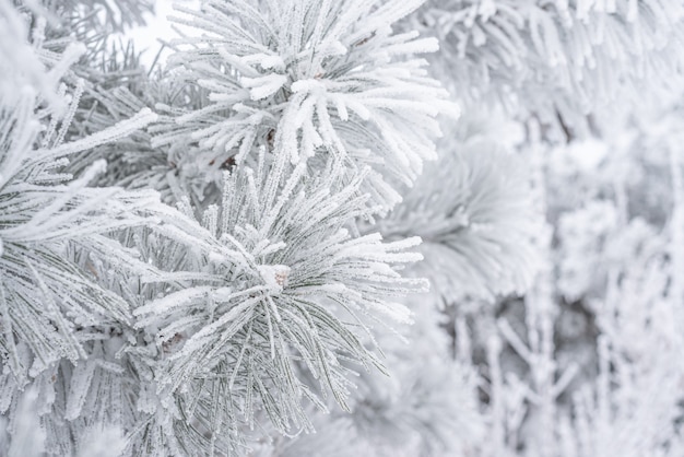 Coniferous pine needles covered with fluffy snow. Macro