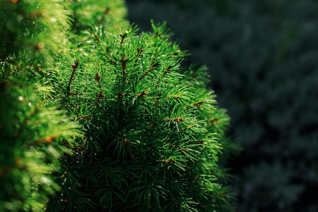 Coniferous plant in beautiful sunlight background