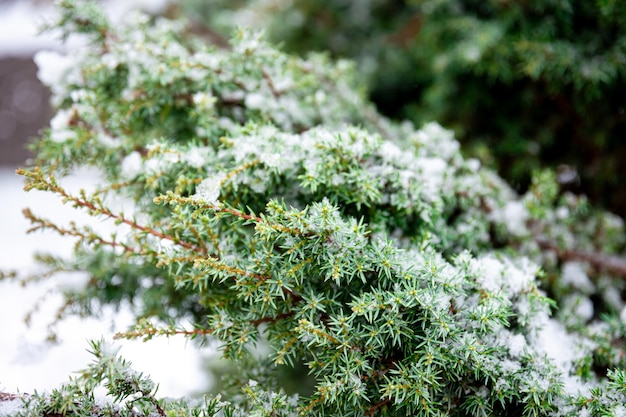 Coniferous plant in winter covered with snow close up