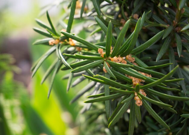 Coniferous plant with pollen on the branches