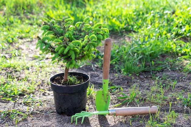 苗床から庭の区画に植えるための、根が閉じた鉢に入った針葉樹の植物 春の庭の区画のガーデニング