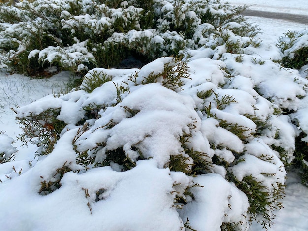 雪の下の針葉樹低木