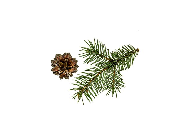 Coniferous tree branch with cones closeup on a white background