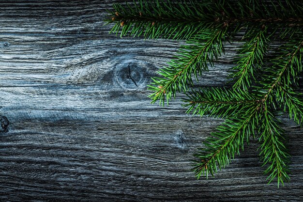 Coniferous tree branch on wooden board