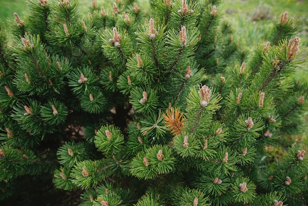 Coniferous tree branches