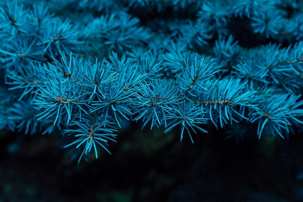 Coniferous tree grows in nature