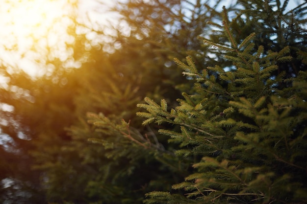 Coniferous tree macro for branch close up evergreen tree in park