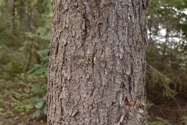 Coniferous tree trunk with bark and fresh resin