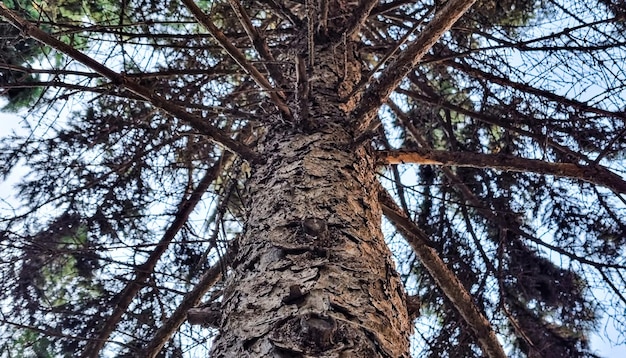 Coniferous tree trunk with branches, bottom view.