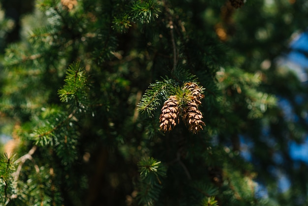 Coniferous tree with cones close-up