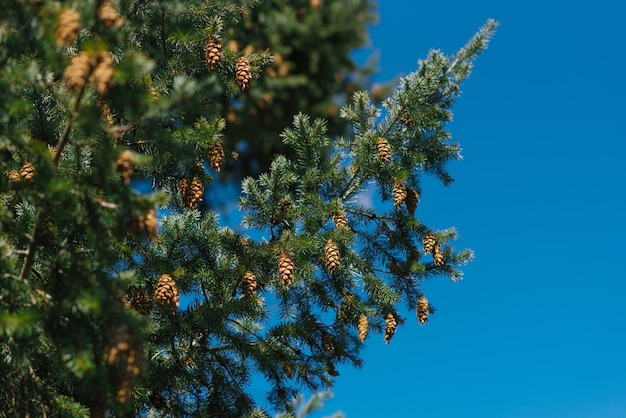 Photo coniferous tree with cones