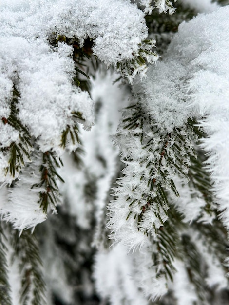 coniferous tree with a iced crystals