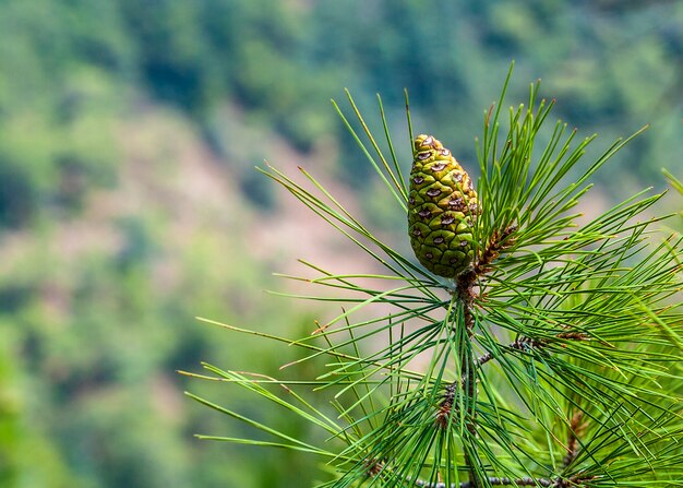 Coniferous tree with pine cones in the Cedar Valley in Cyprus