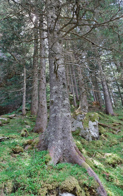 Coniferous trees in the Alps Switzerland