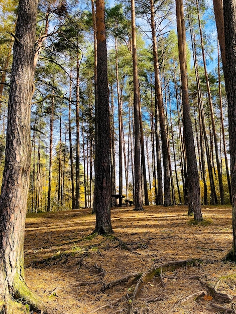 Coniferous trees in the autumn forest against the sky