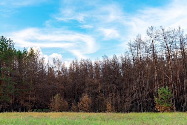 Coniferous trees burned down during a fire against a background of green grass. The problem of forest fires