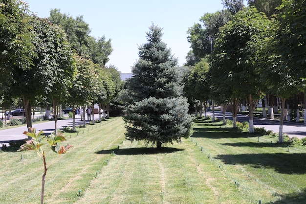 Coniferous trees in the city park on a sunny summer day