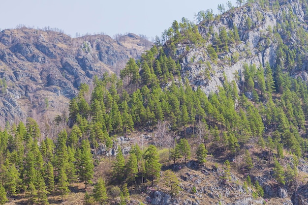 写真 山の斜面で育つ針葉樹 選択的に焦点を当てる 緑の松の森の山の斜面