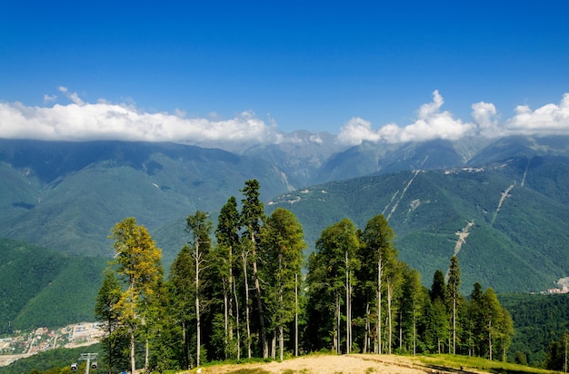 Coniferous trees growing on a hillside