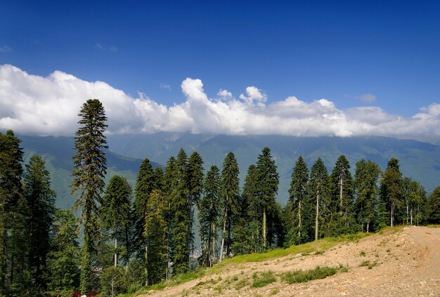 Coniferous trees growing on a hillside