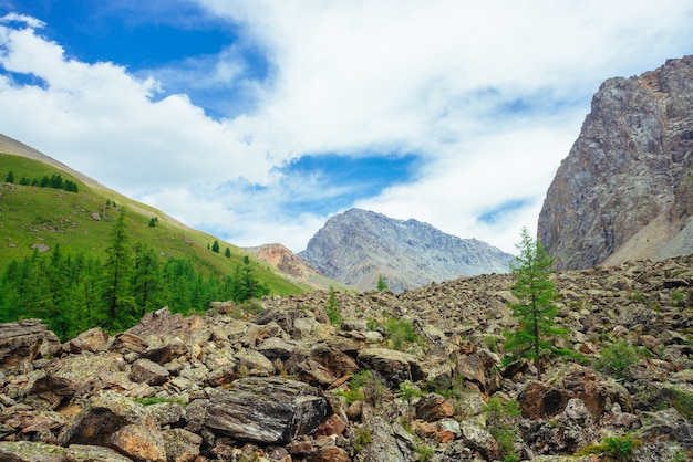 Coniferous trees in highlands. larch trees on stony hill. wonderful giant rocky mountains. mountain range. huge rocks. mountain flora. conifer forest. amazing vivid green landscape of majestic nature