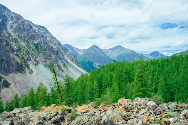 Coniferous trees in highlands. Larch trees on stony hill. Wonderful giant rocky mountains. Mountain range. Huge rocks. Mountain flora. Conifer forest. Amazing vivid green landscape of majestic nature.