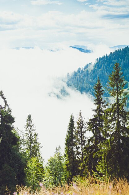 Coniferous trees in a rainy foggy forest