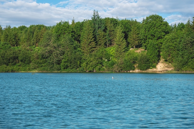 Coniferous trees on steep slope