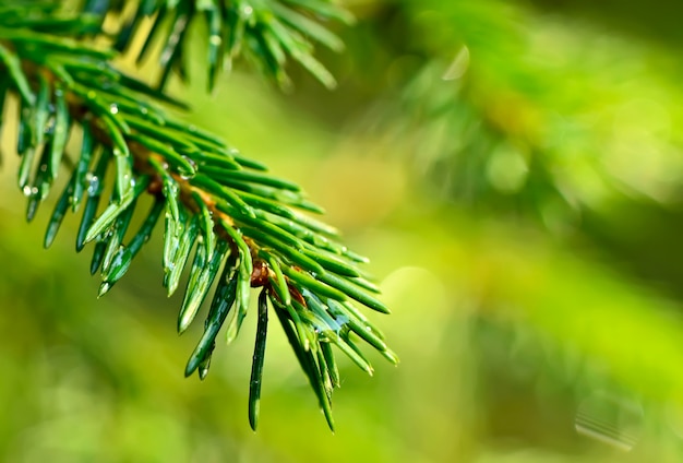 Coniferous twig with raindrops.