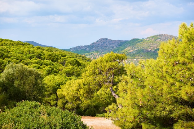 Coniferous woods in Aegina Island near Agia Marina, Greece. Greek country landscape