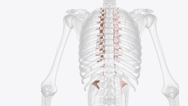 Photo connective tissue of costovertebral joints