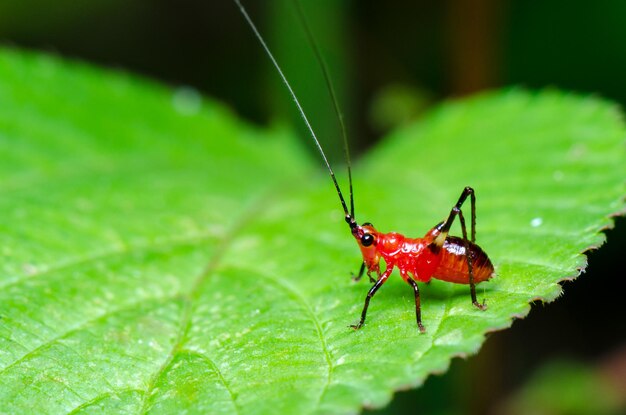 Photo conocephalus melas tiny red cricket