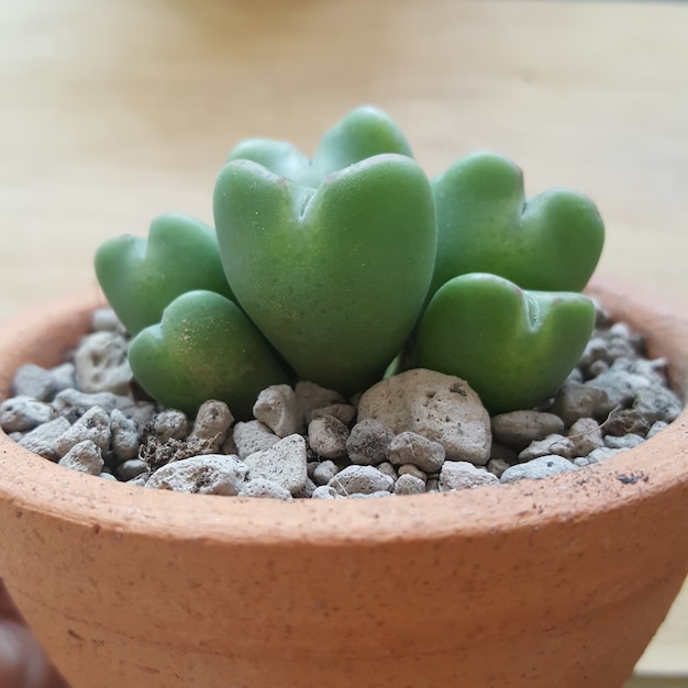 写真 鉢植えのコノフィツム多肉植物