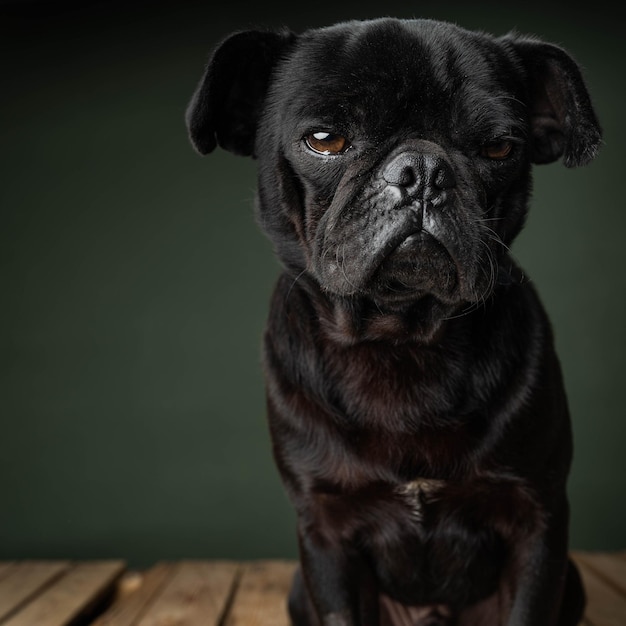 Conrad the pug