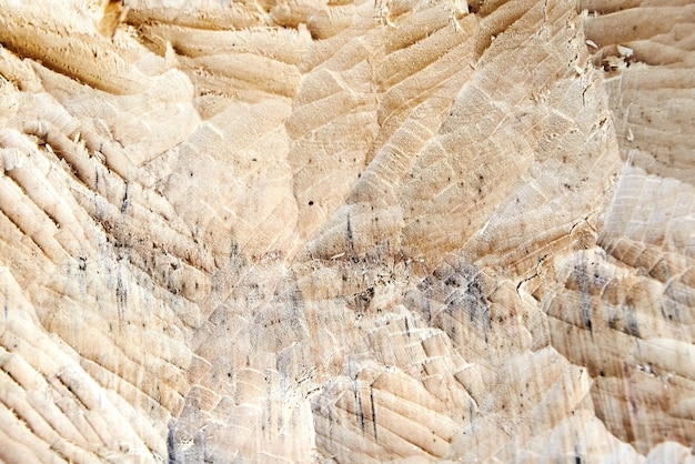 The consequence of invasion of beavers traces of beaver teeth on wood gambling tree closeup texture