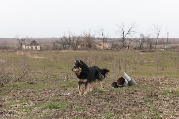 Consequences of regular shelling in a village in Ukraine