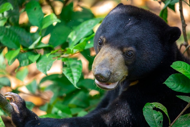 Conservation animals, Malay bears, Sandakan, Sabah, Borneo, Malaysia