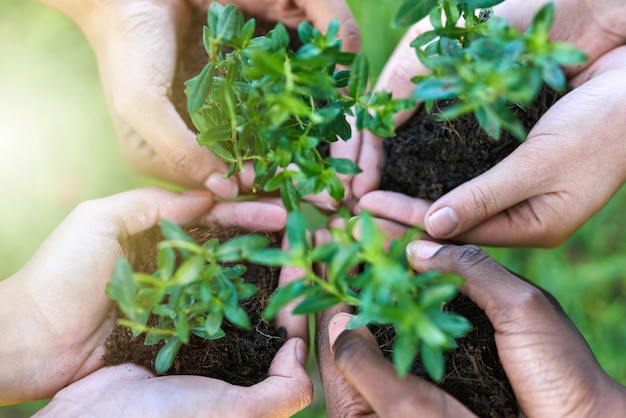 Сохранение природы Кадр из четырех человек, каждый из которых держит растение, растущее в почве