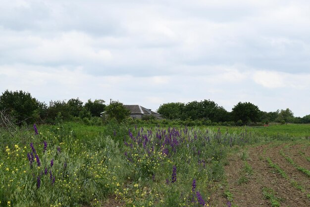 Consolida Orientalis aan de rand van het veld