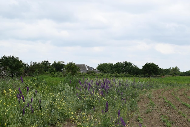 Consolida orientalis on the edge of field