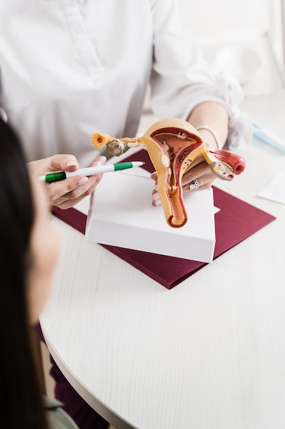 Consultation with gynecologist in gynecology clinic Realistic uterus model on white background closeup